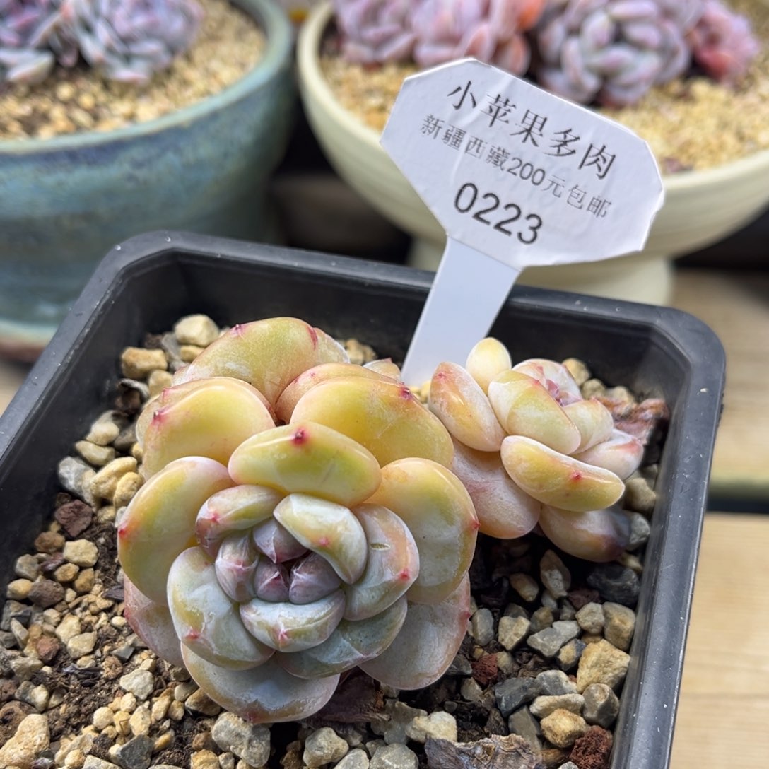 黄底紫心223/8cm3头