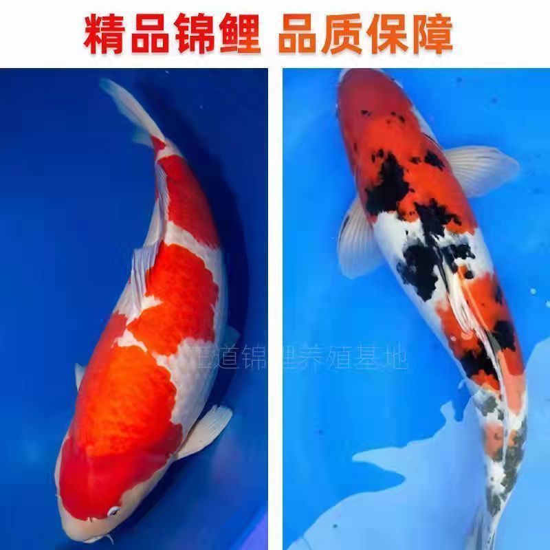 (800号粉红牌)大正黄金观赏鱼鱼缸活体冷水黑金白金锦鲤鱼红白