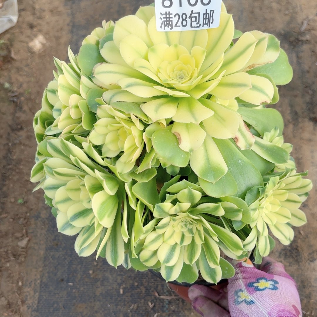 E.   8106辛尼雅多肉