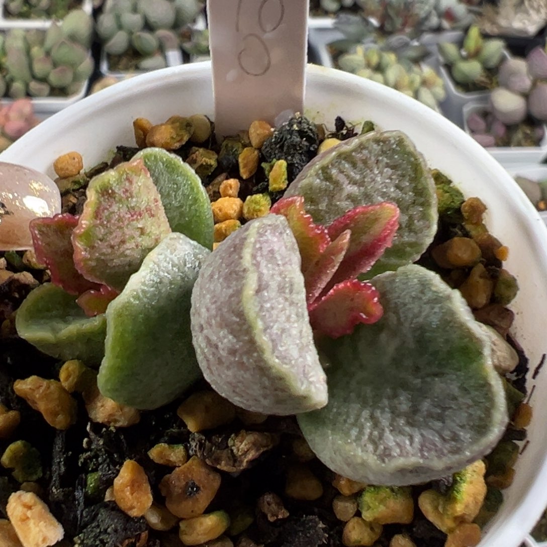 162血斑多头实生新品