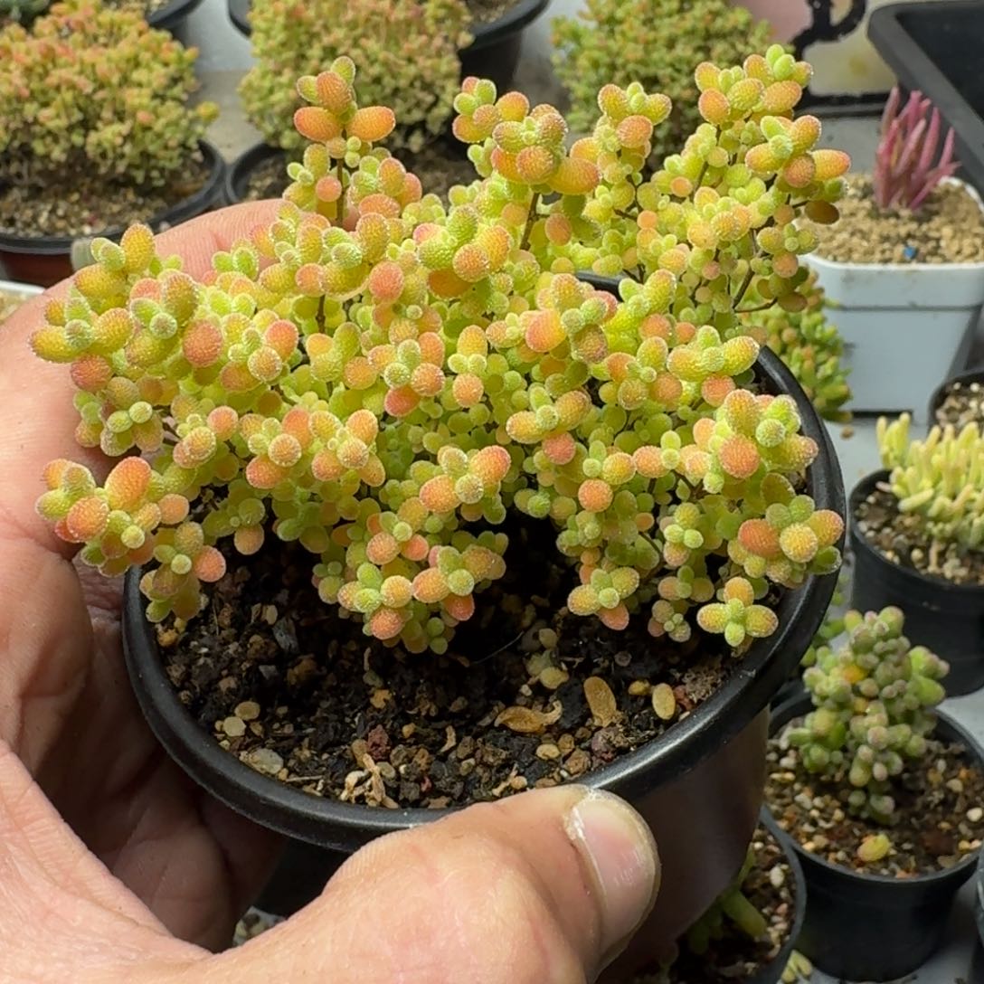 ˋ***多肉植物枝干番杏