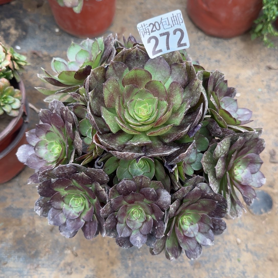 黑魔272满20包邮断枝不包