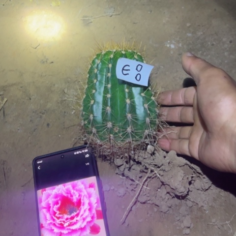 E8自根毛花柱云儿35