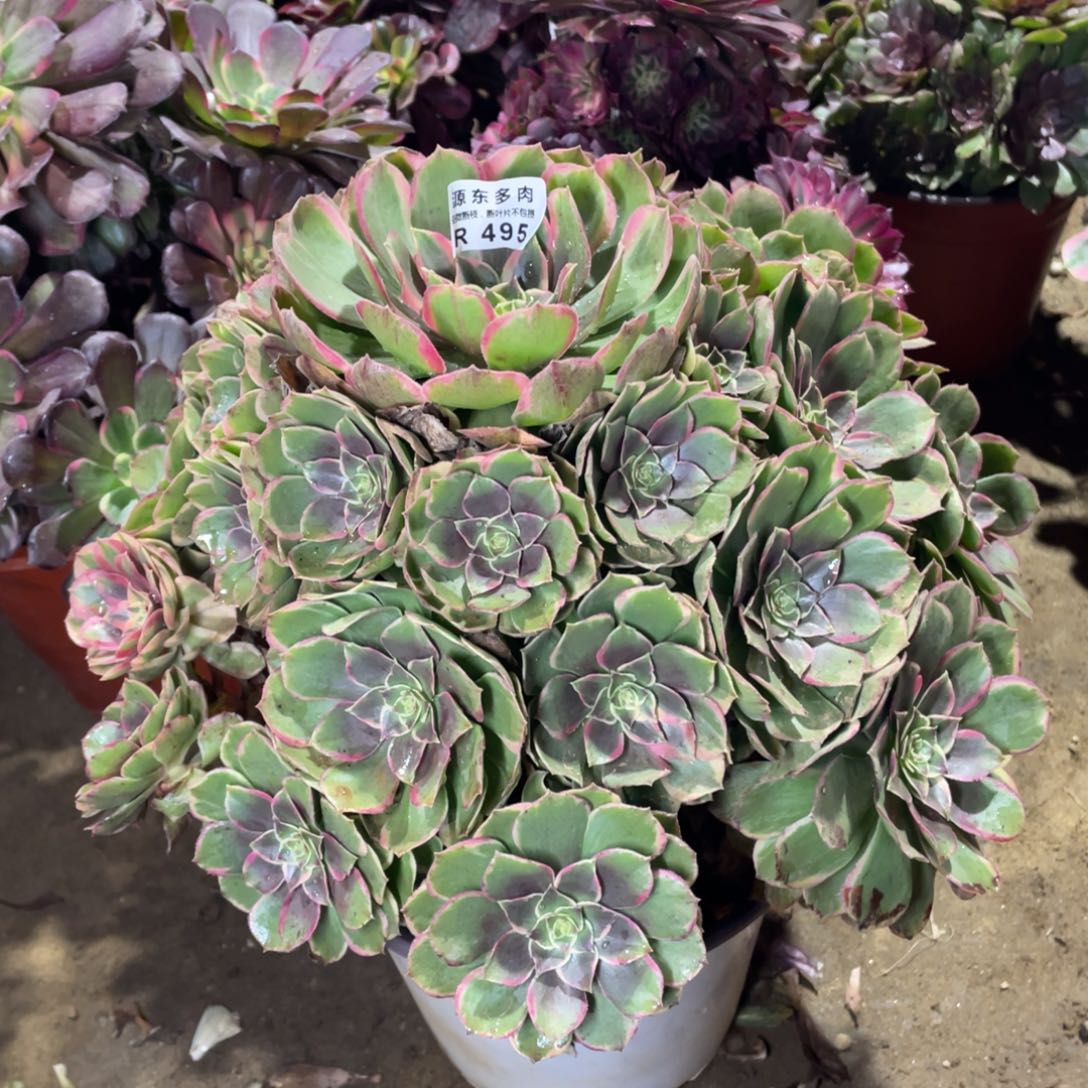 495粉花哟多肉法师断枝不包