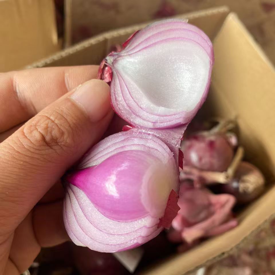 【珍珠小洋葱】紫红皮小洋葱香葱生吃微辣微甜可炒菜凉拌当季蔬菜