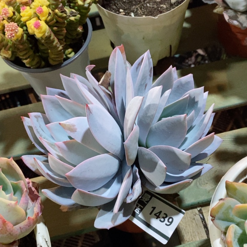 【闪购商品】白莲1439