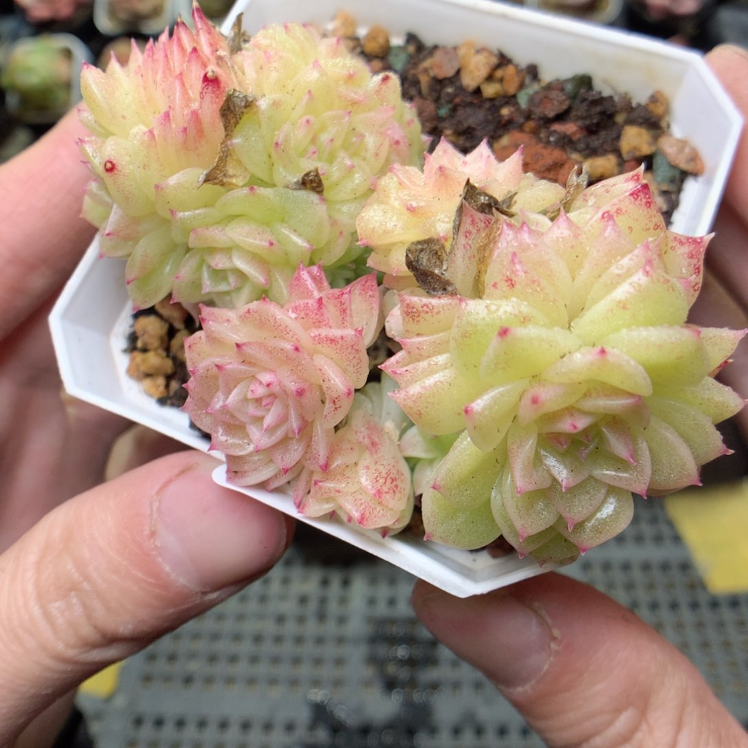 S13y y y y y y y y