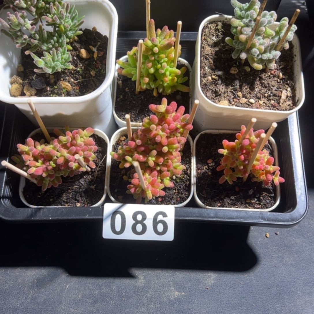 枝干番杏多肉植物086