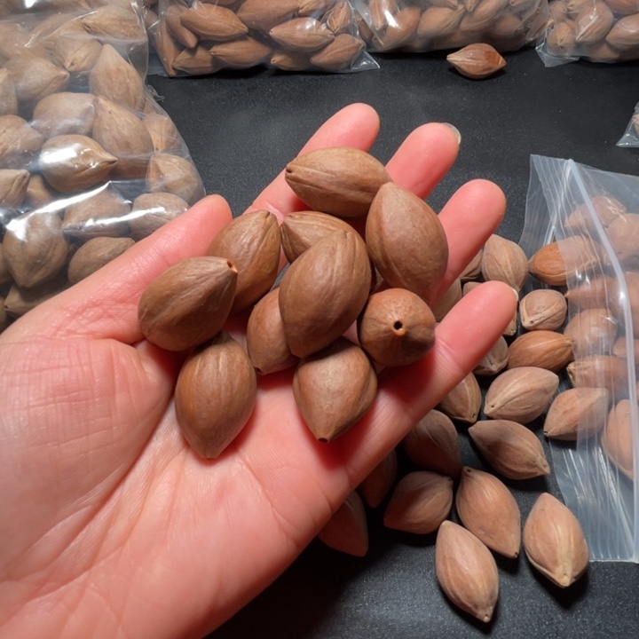 毛***豆手串/手链猪牙我是