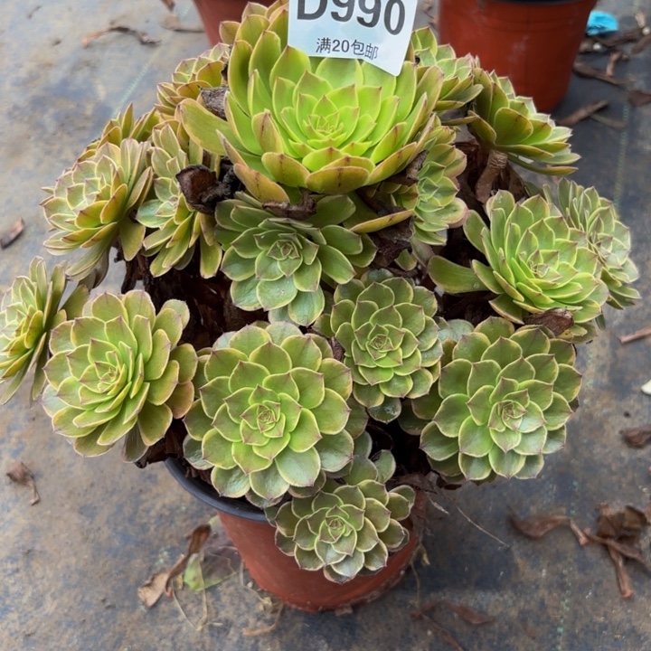 瑞妈多肉园艺990半夏