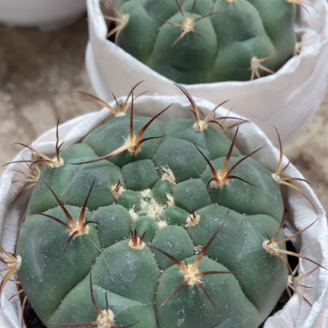 新天地两盆小12米