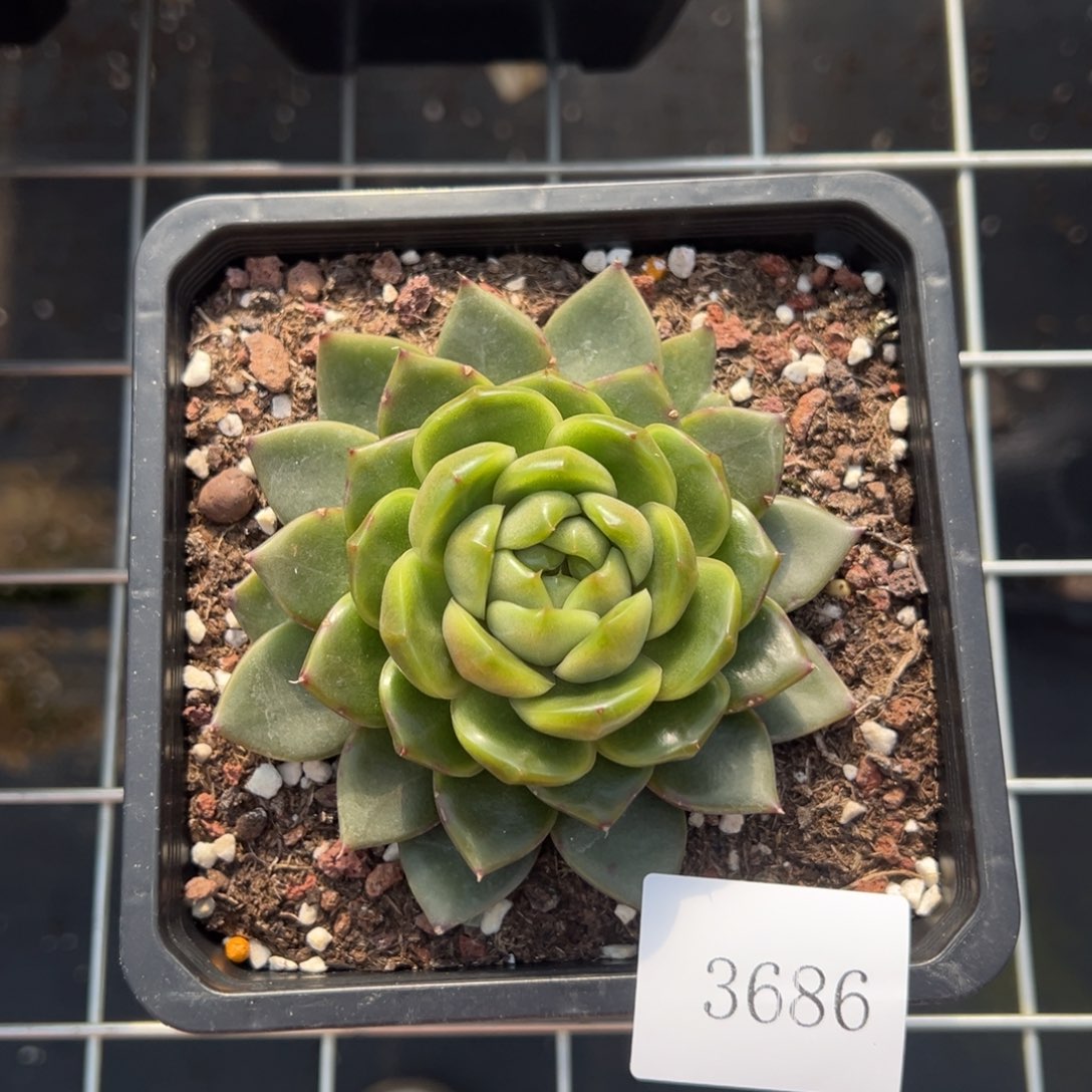 云**轻3686个肉肉肉肉肉