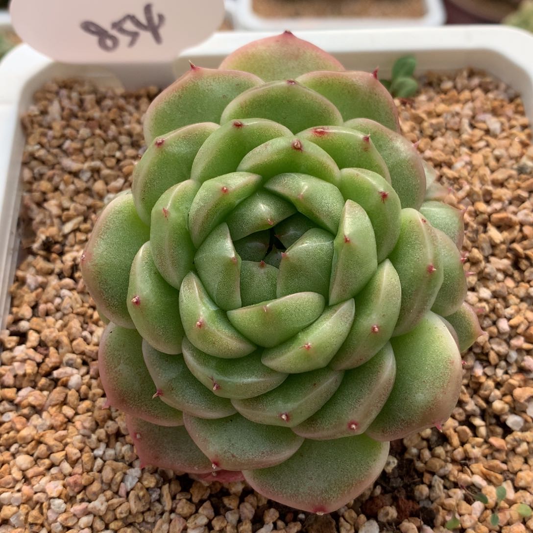 翡冷翠麦秆群854