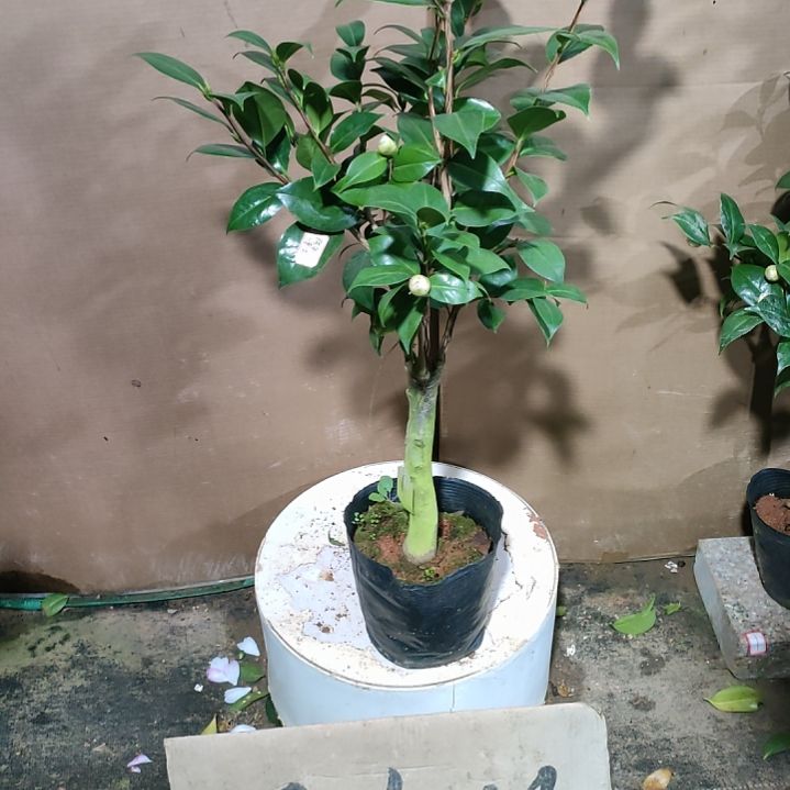 ？809阿牛博士，原盆原土发货，不包邮