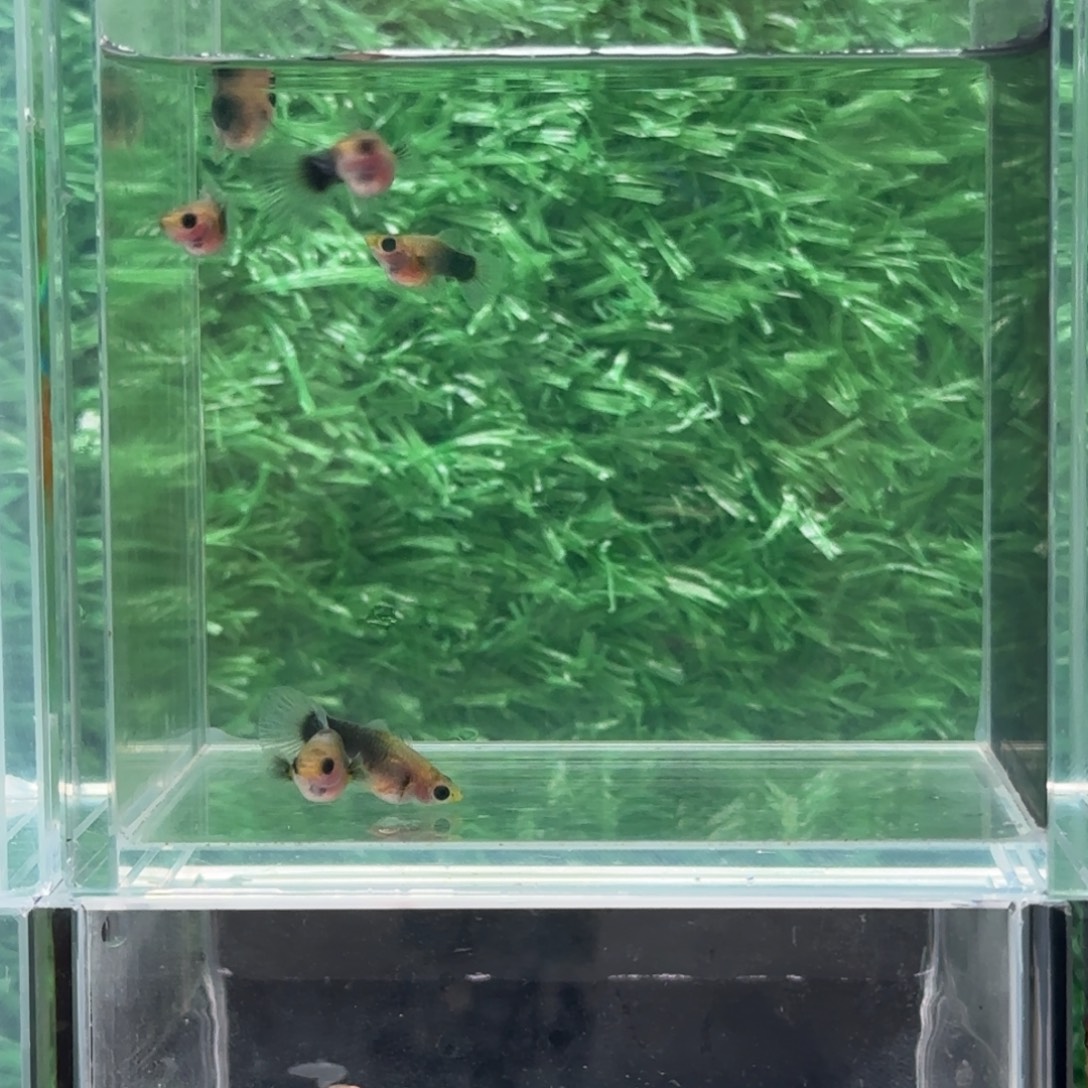 孔雀鱼蓝礼服玻璃猫3对