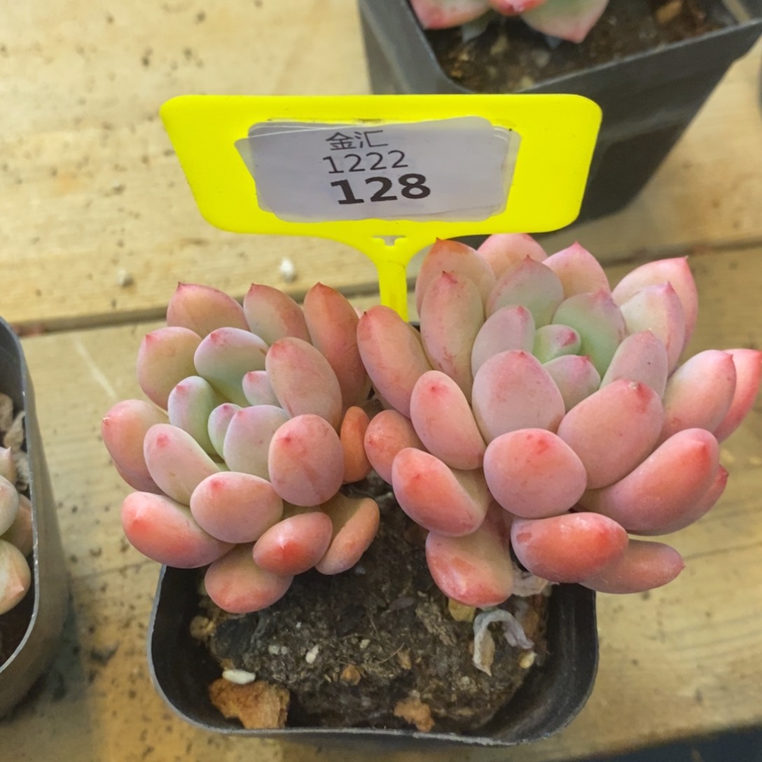 福利多多。1222128