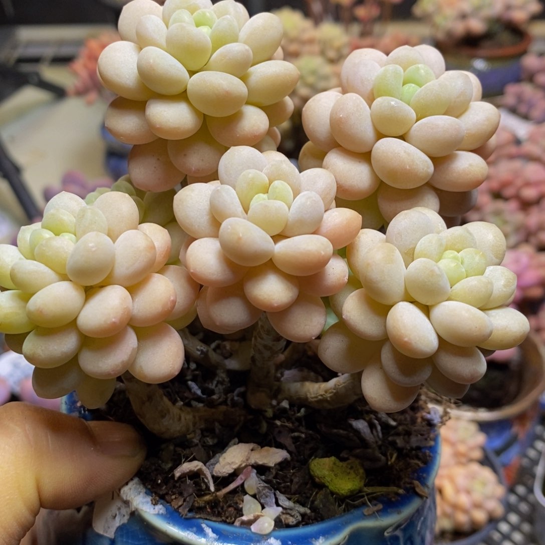 312 洛可可 12 厘米