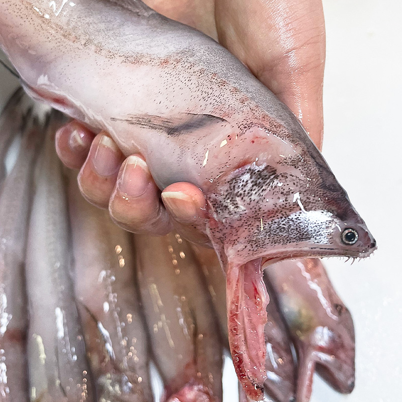  S 舟山龙头鱼新鲜冷冻豆腐鱼鲜嫩水潺4斤九肚鱼【自家渔船捕捞】