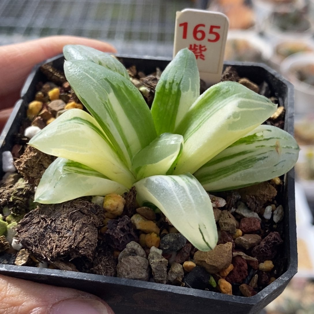 165号冰城锦多肉植物