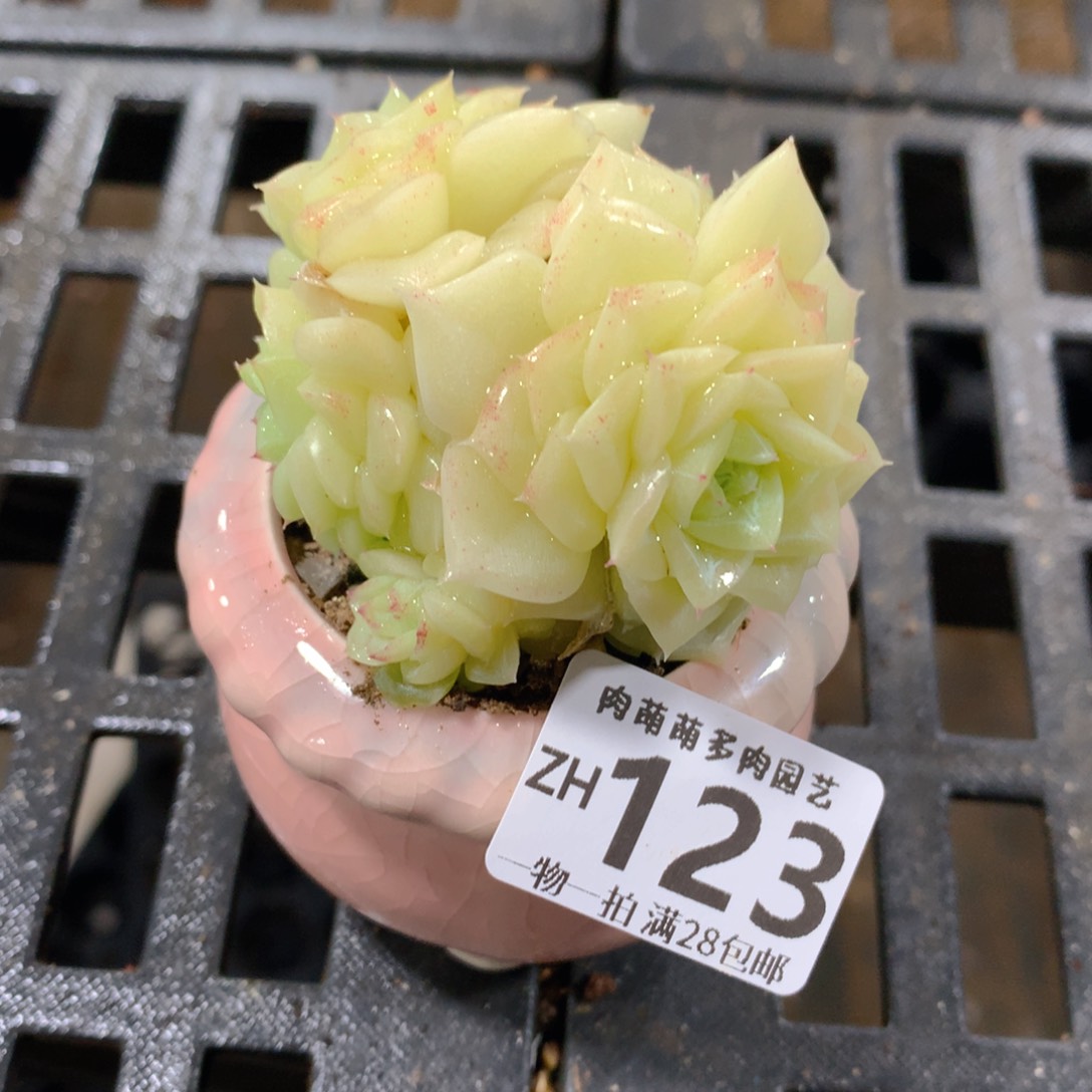 肉萌萌拇指盆精控多肉ZH123