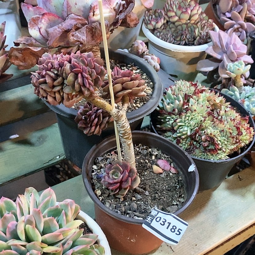 【闪购商品】大红袍缀03185