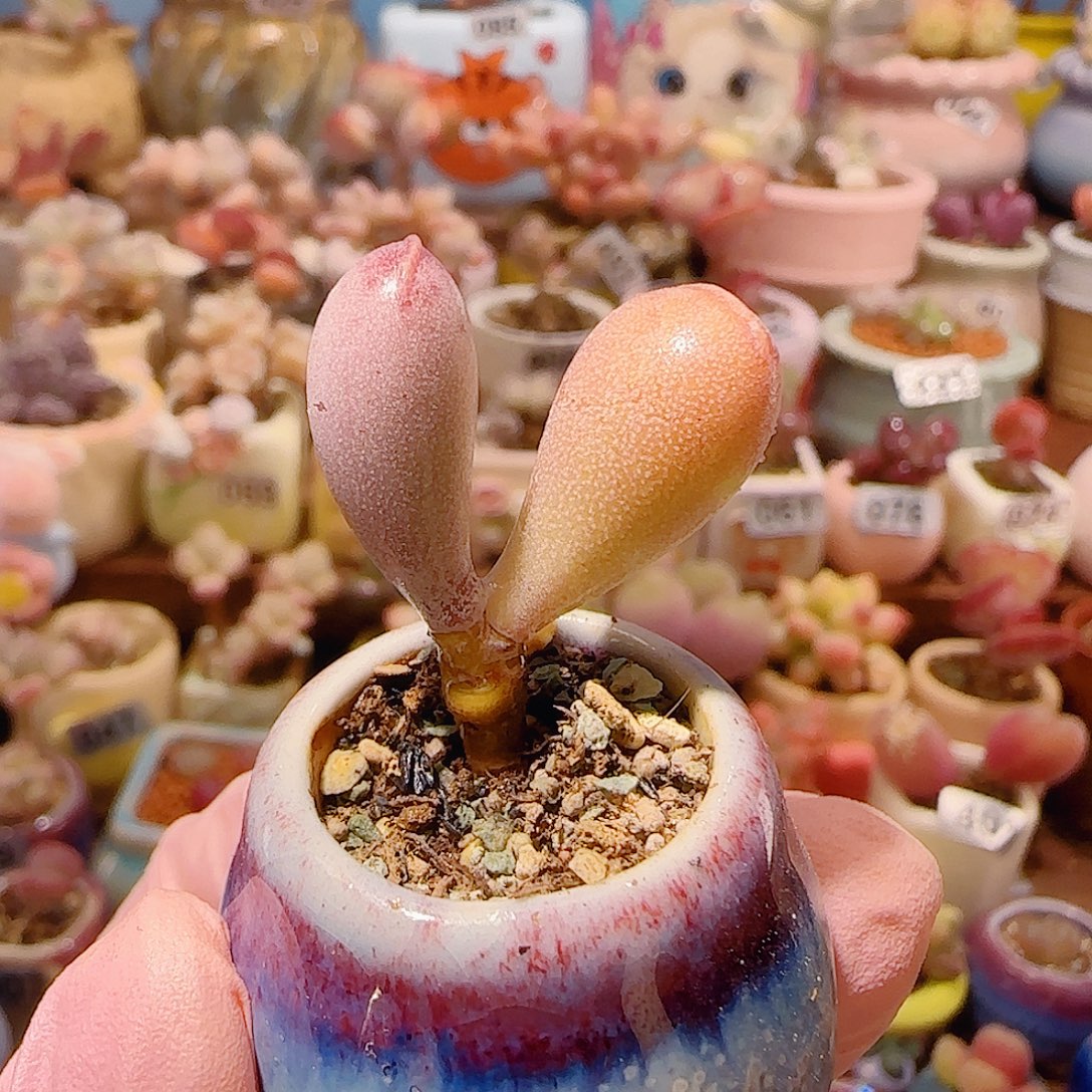 绛***紫T福气满满福饼盆口2.5cm