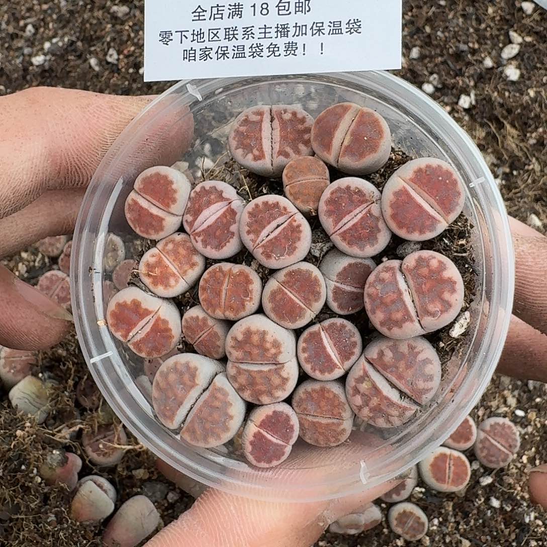 2006 哈哈哈哈哈哈哈哈哈