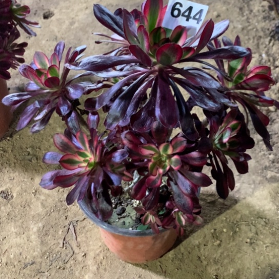 644法师多肉植物丽娜