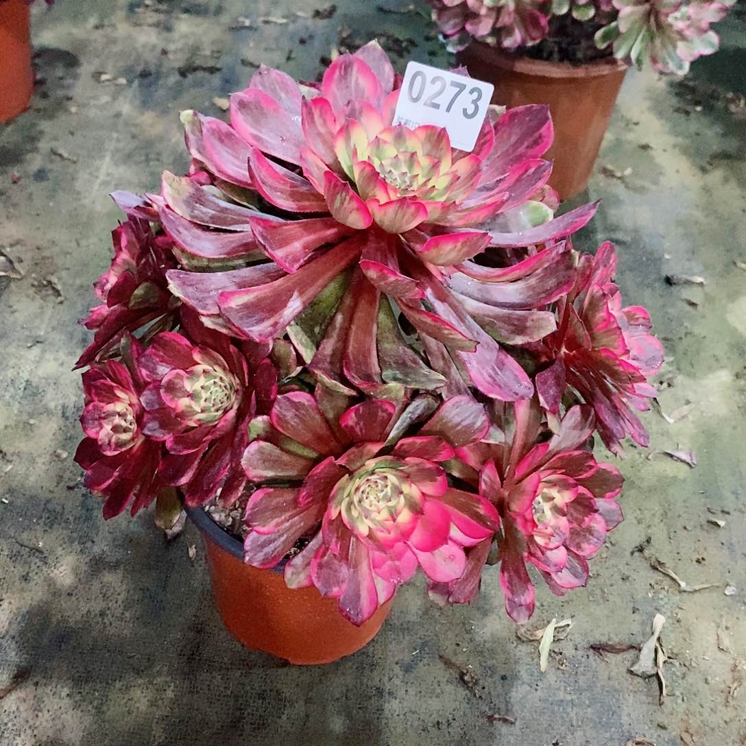 烟花273多肉1111