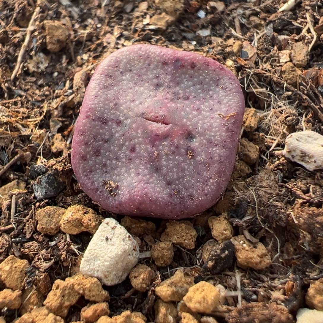 163多肉植物种类多样