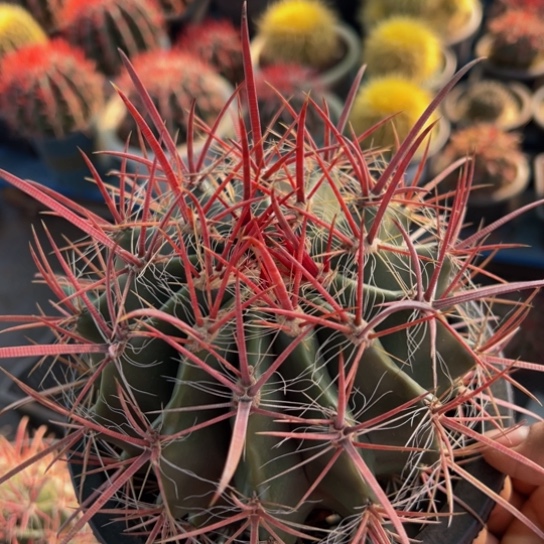 精品（神仙玉杂交）福利