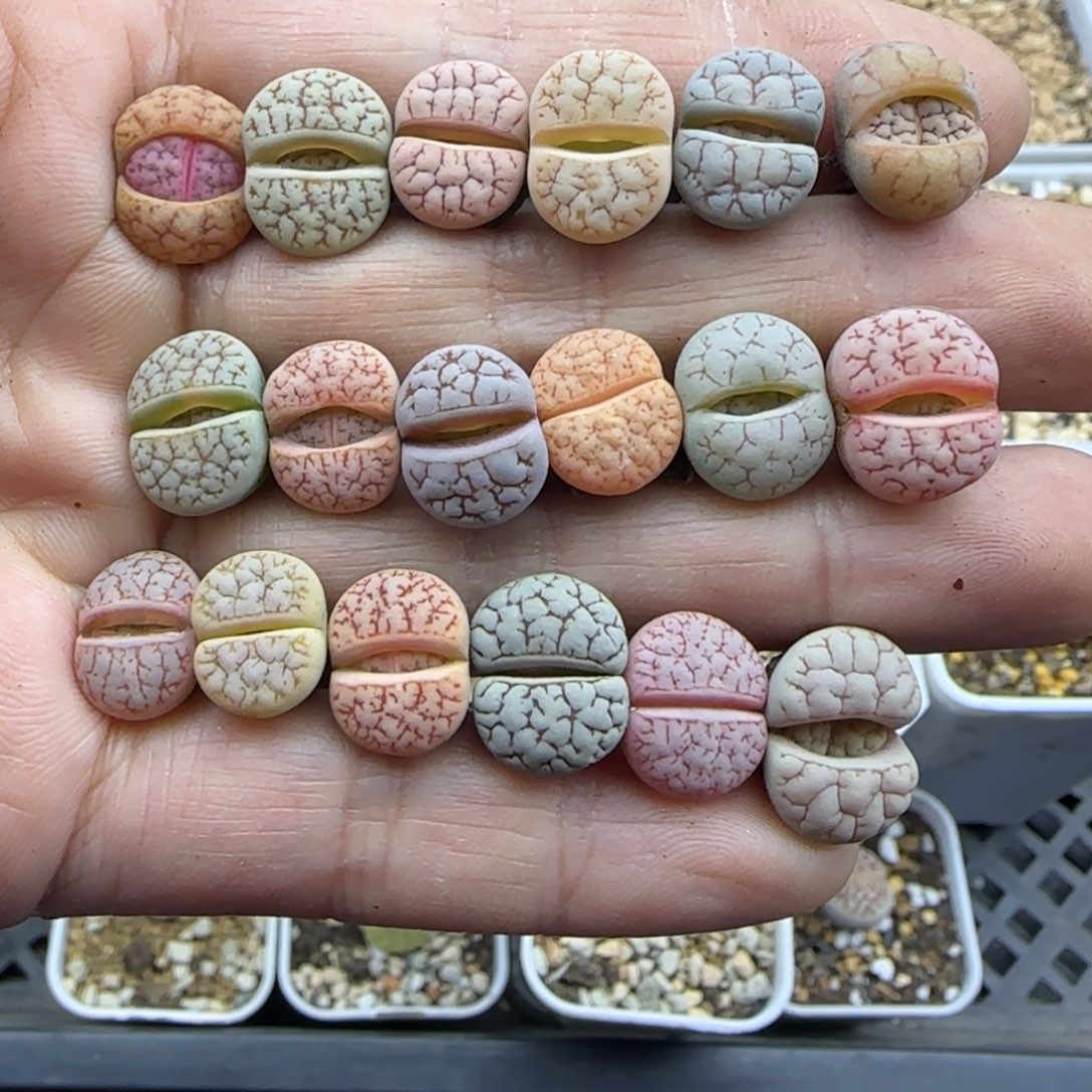 408彩荒开播福利30包邮