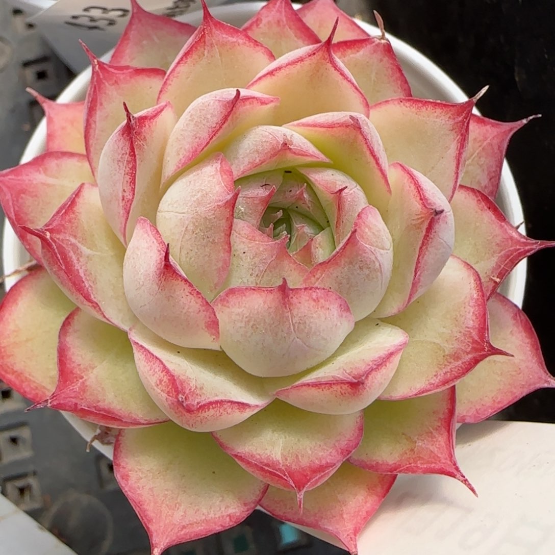 花语逸镜0219-434