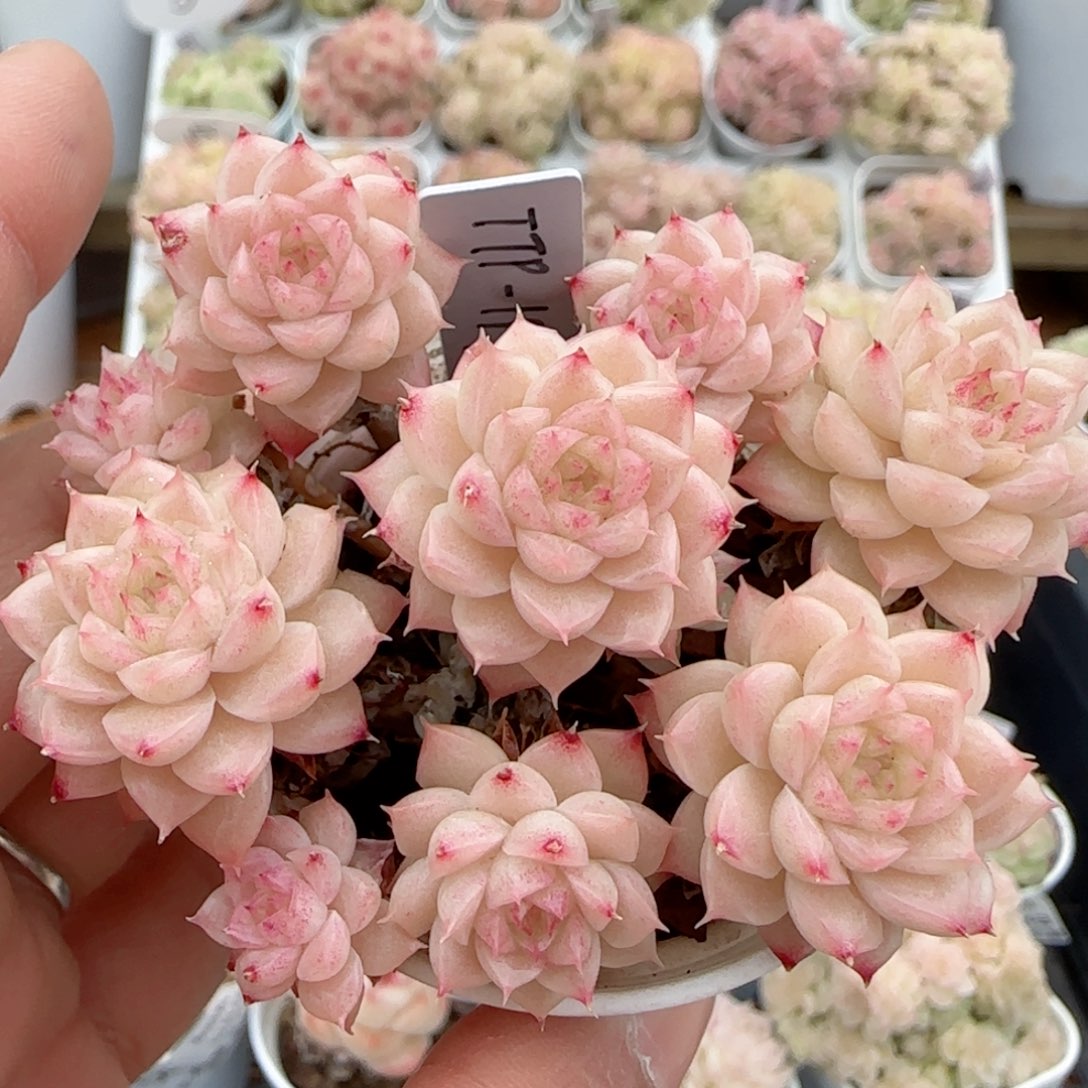 【闪购商品】0204-59（ttp-197）