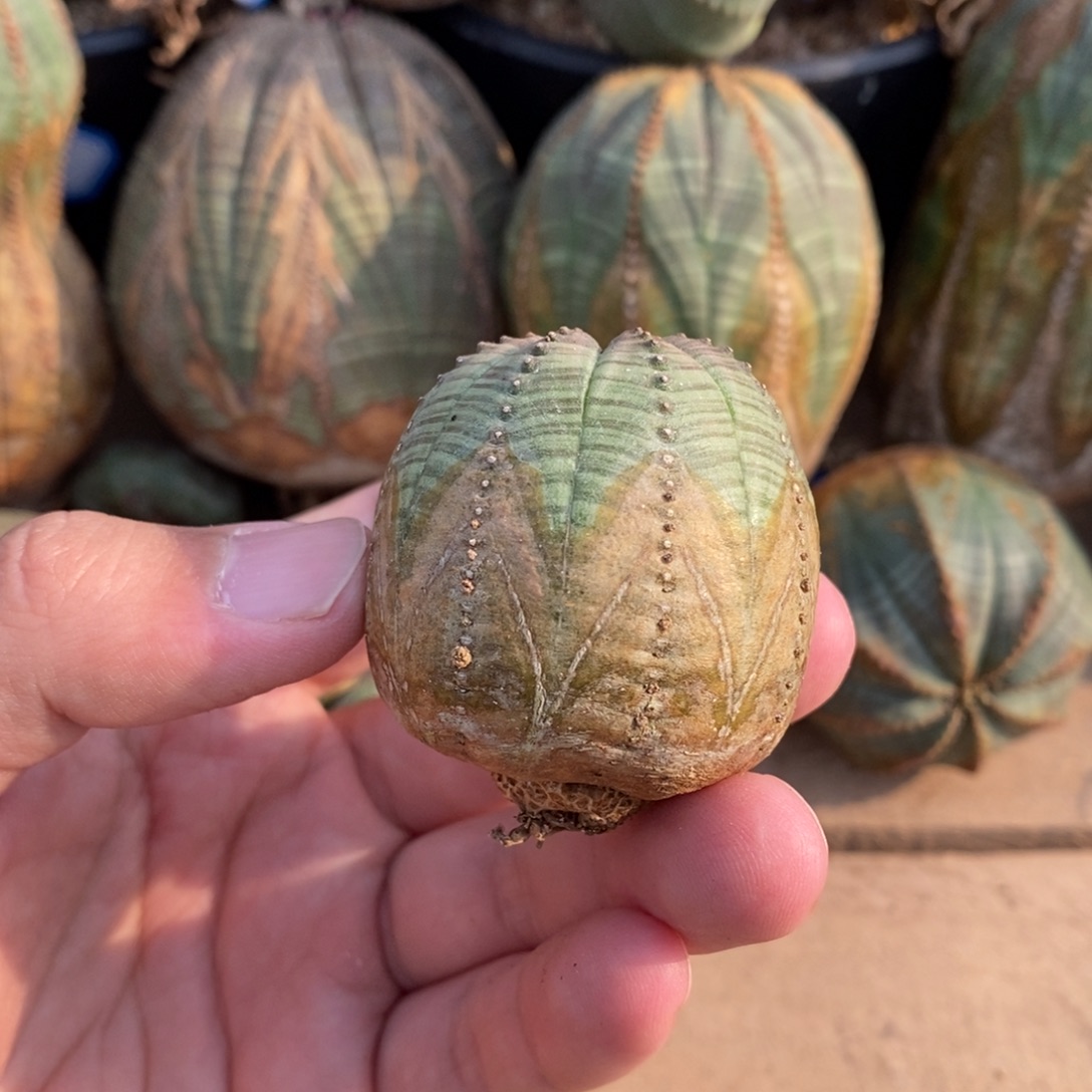 3布纹球多肉植物一物一拍