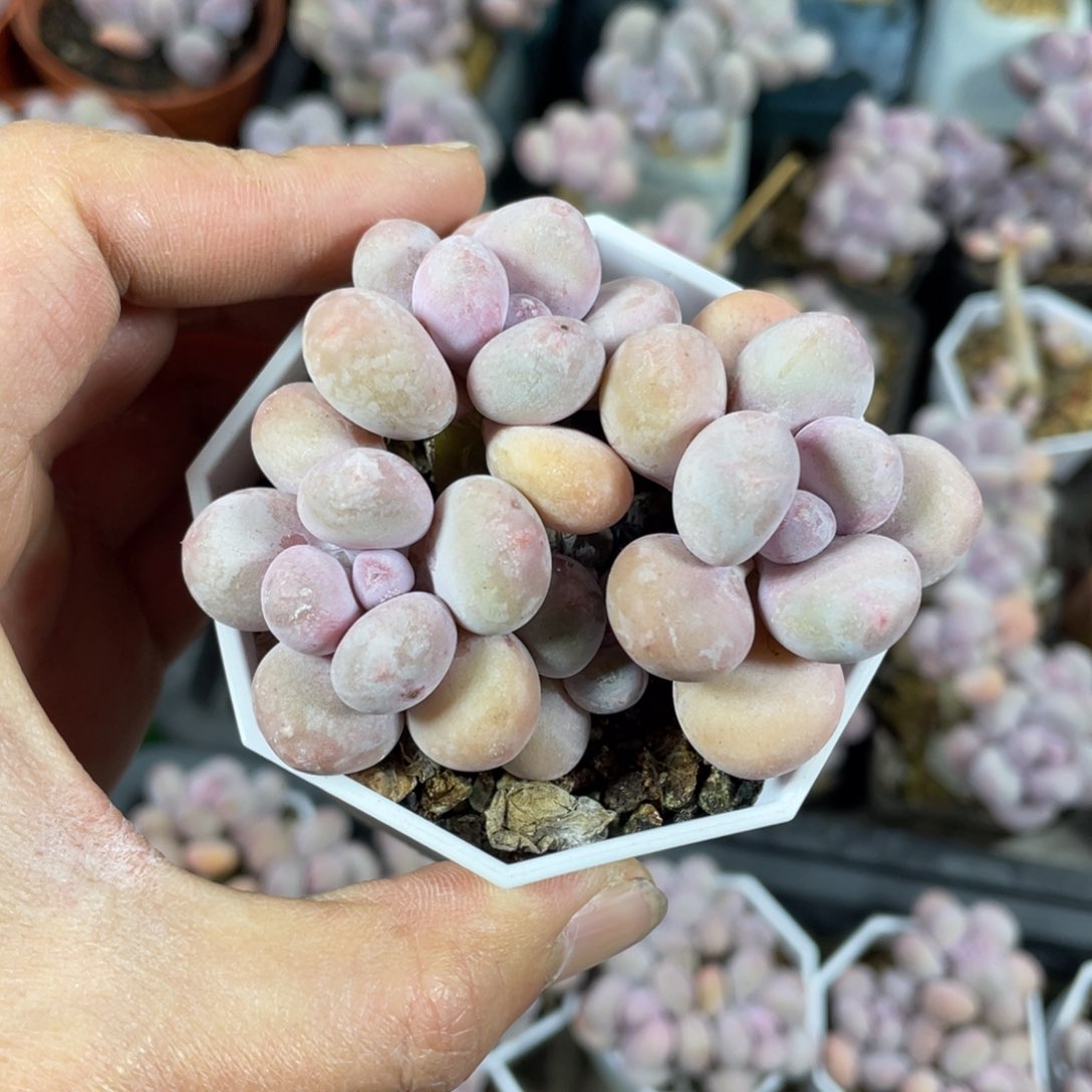 蛋黄奶酪多肉植物