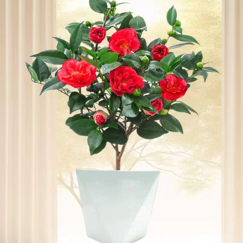 【送花盆70-80高】带花苞山茶四季花卉盆栽室内好养耐寒树苗带香味