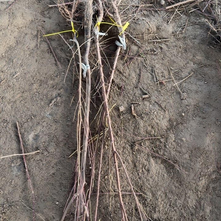 风味玫瑰组合不包成活