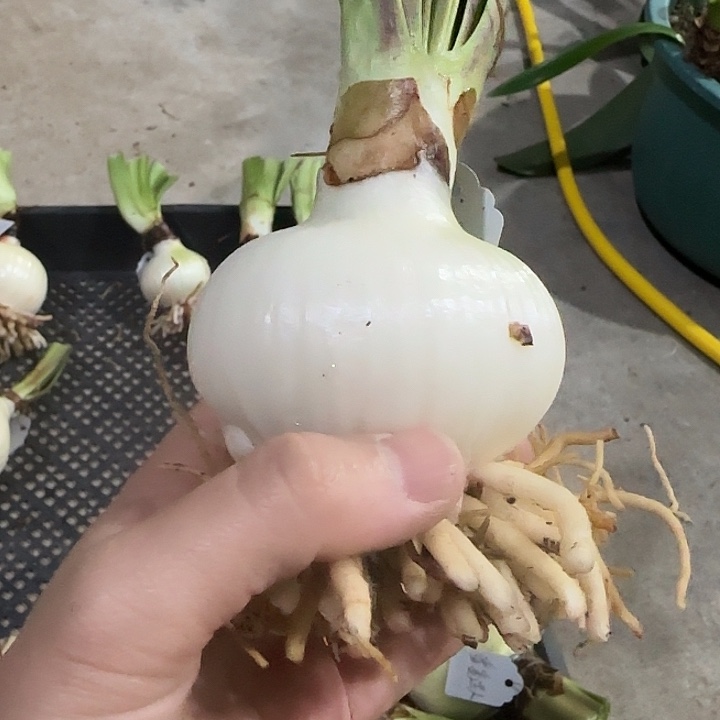 紫艳6.8cm，裸球发货