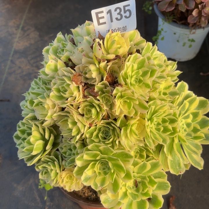 瑞妈多肉园艺。135迈
