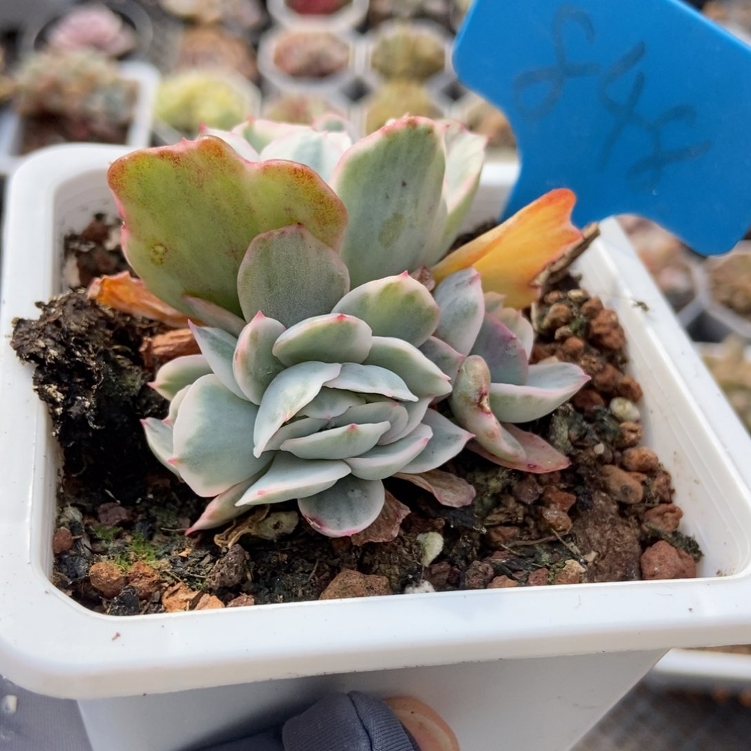 848伯克利锦多肉植物