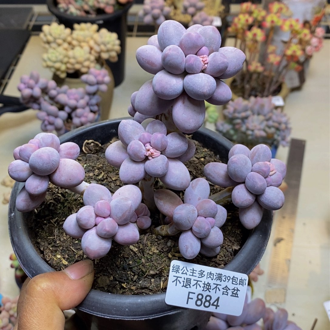 884香水手指奶多肉9c m