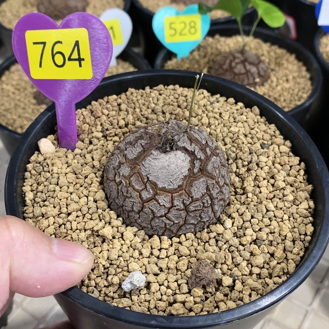 南非龟甲龙龟甲龙