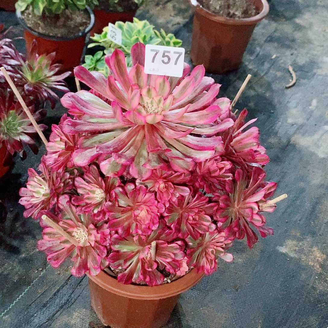 红铜白757多肉1111