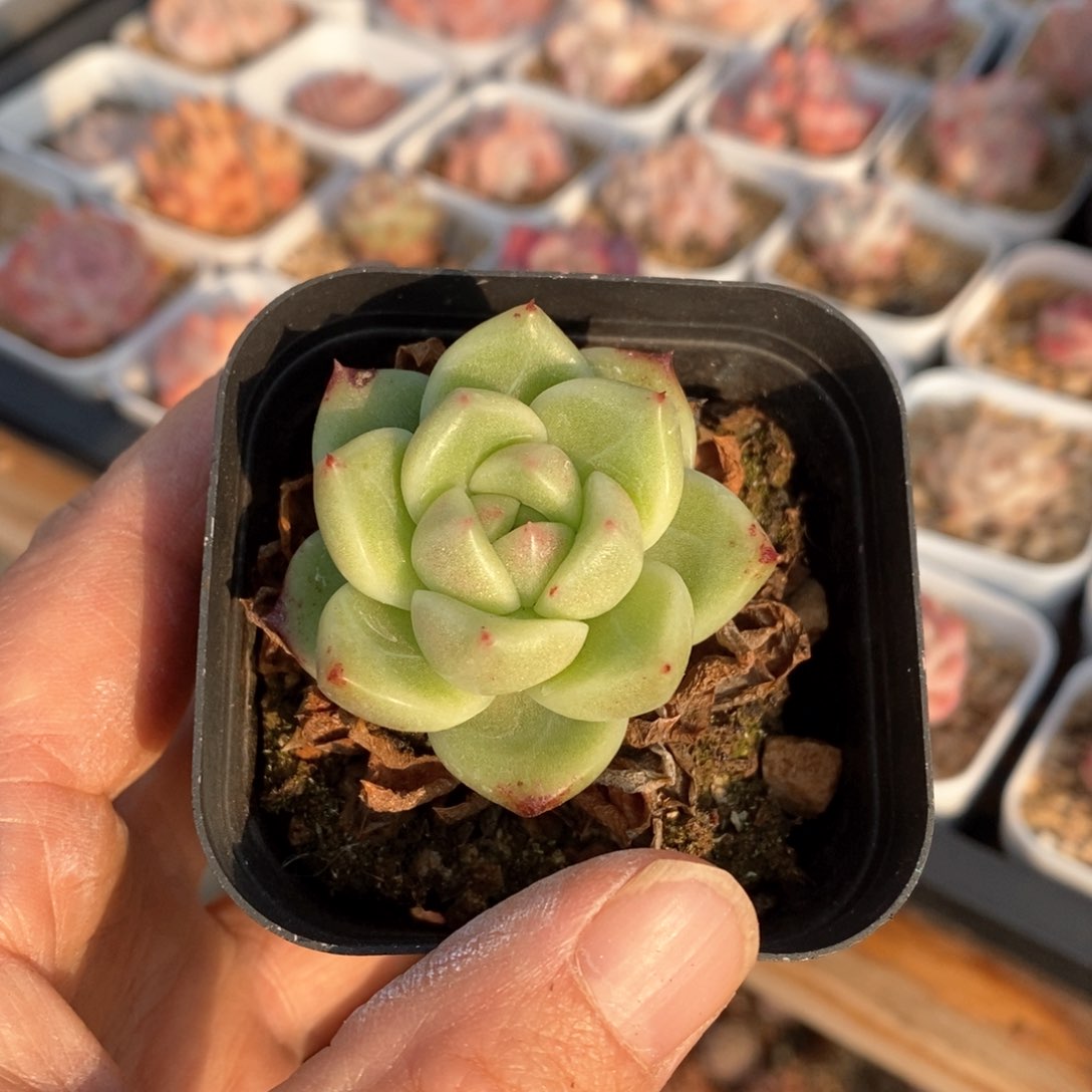 精品多肉一物一拍不包整188