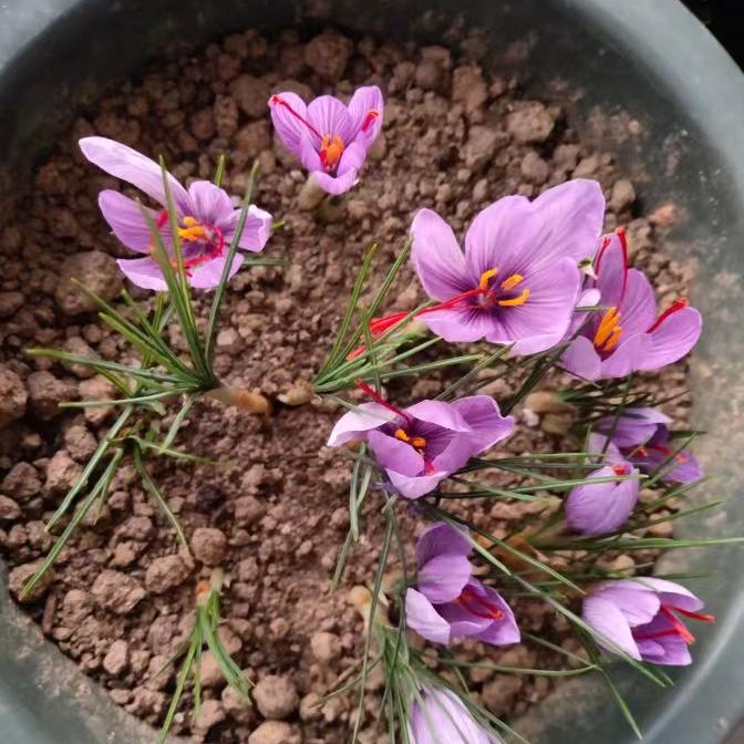 藏红花四季可种种球室内阳台花卉植物盆栽观赏佳品