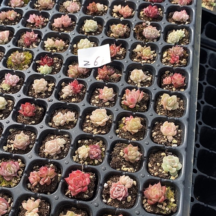 264 多肉植物盆栽花卉