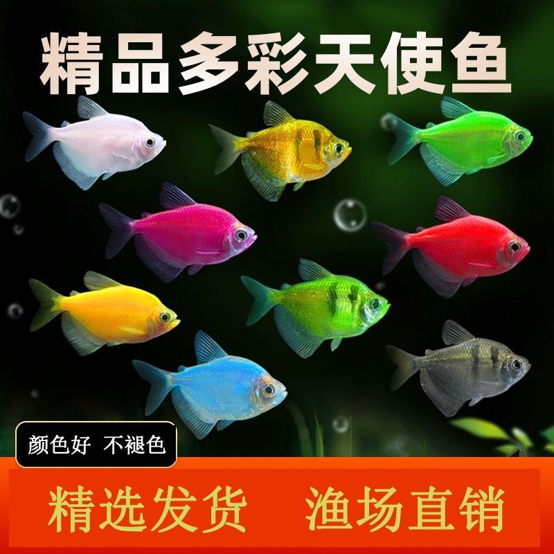 【颜色靓丽】色彩斑斓 淡水鱼 小型观赏鱼淡水 宠物鱼