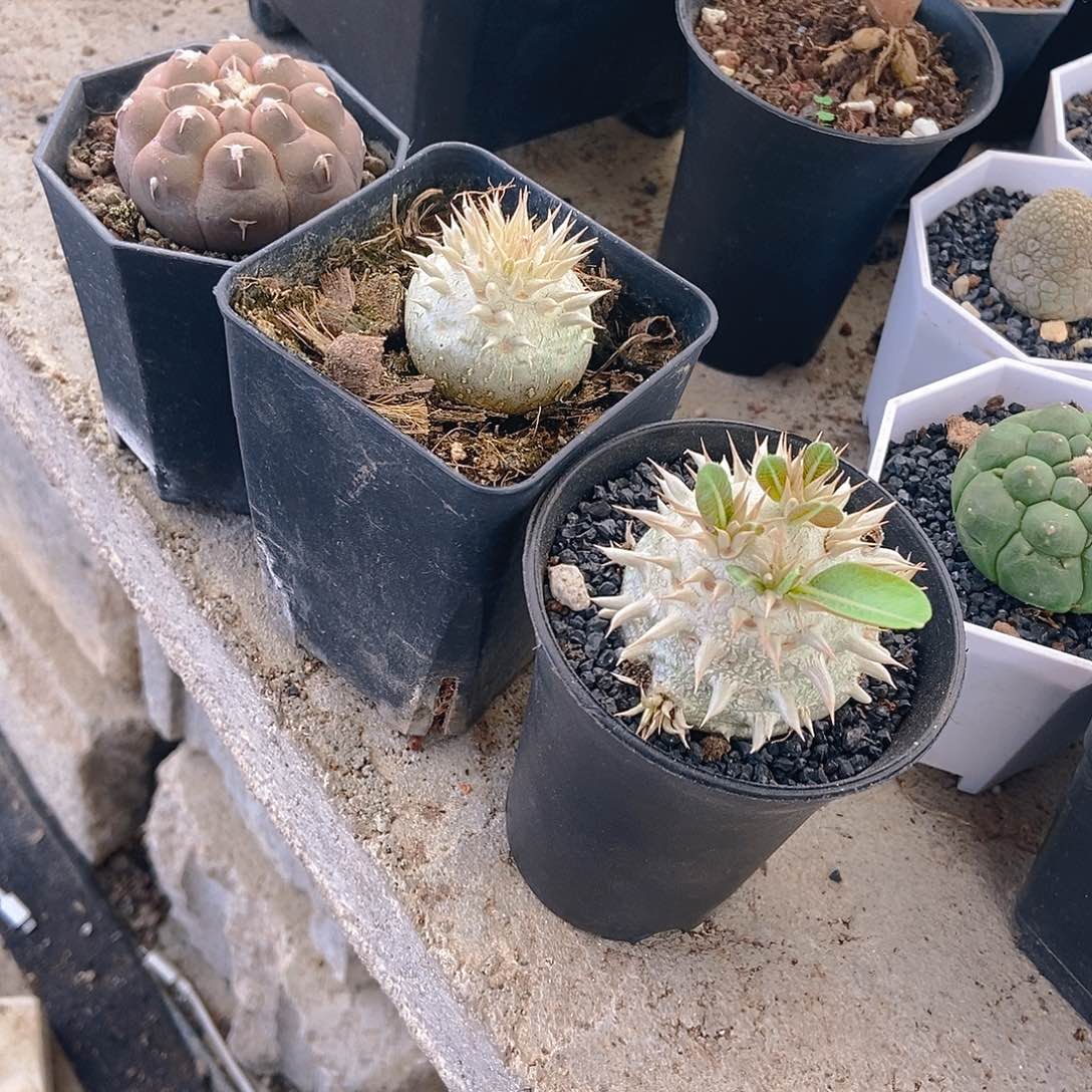 三科装一物一拍，