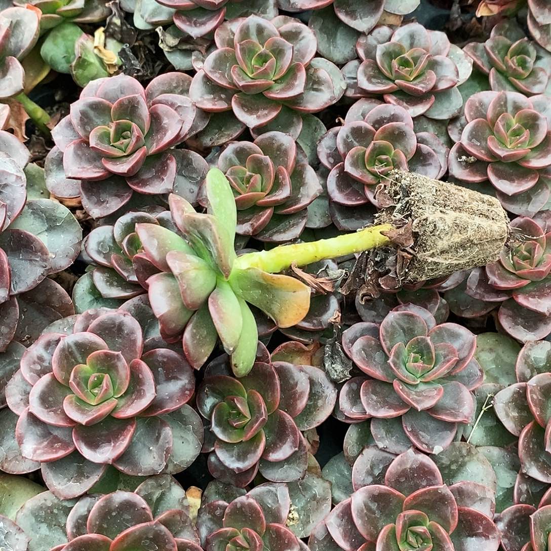 巧克力凑单量拍9.9包邮